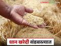 Dhan Kharedi : केंद्रांना मंजुरी मिळूनही ; धान खरेदी विक्री संघ व पणन मंडळात वाद तोडगा निघणार कधी? - Marathi News | Dhan Kharedi : When will the dispute between paddy buying and selling union and marketing board be resolved? | Latest agriculture News at Lokmat.com