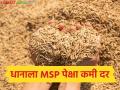 धानाला MSP दर किती रुपये अन् बाजारात दर काय मिळतोय, तर फेडरेशनची खरेदी 31 मार्चपर्यंत! - Marathi News | Latest News Paddy Market How much is the MSP rate for paddy and what is the market rate | Latest agriculture News at Lokmat.com