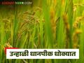 हवामानातील बदलाने उन्हाळी धान पीक धोक्यात, तर रब्बीतील धानाची खरेदी रखडली - Marathi News | Latest News Climate change threatens summer paddy crop, delays procurement of rabi paddy | Latest agriculture News at Lokmat.com