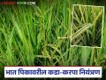Paddy Farming : भातावरील खोडकिडा, तुडतुडे, करपा रोगाचे नियंत्रण कसे कराल, वाचा सविस्तर  - Marathi News | Latest News Dhan Pik karpa rog Read in detail how to control rice borer, locusts, and scab diseases. | Latest agriculture News at Lokmat.com