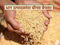 Dhan Bonus : धान उत्पादकांची होरपळ; नऊ महिने थांबूनही बोनस बेपत्ता वाचा सविस्तर - Marathi News | latest news Dhan Bonus: Panic for paddy farmers; Bonus missing despite waiting for nine months Read in detail | Latest agriculture News at Lokmat.com