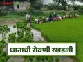 Paddy Plantation : पावसाने मारली दांडी; धान रोवणी संकटात वाचा सविस्तर - Marathi News | latest news Paddy Plantation: Rains hit the paddy fields; Paddy plantation in crisis, read in detail | Latest agriculture News at Lokmat.com