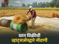 धान विक्रीसाठी व्हॉट्सॲपवरच नोंदणी करा, 48 तासांच्या आत पेमेंटही जमा होईल - Marathi News | Latest news Agriculture News Register on WhatsApp to sell paddy, payment will be received within 48 hours | Latest agriculture News at Lokmat.com