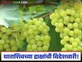 Dharashiv Grapes Export : धाराशिवची द्राक्षे थेट रशिया-युरोपमध्ये; शेतकऱ्यांना मिळतोय जबरदस्त दर - Marathi News | latest news Dharashiv Grapes Export: Dharashiv grapes directly to Russia-Europe; Farmers are getting great prices | Latest agriculture News at Lokmat.com
