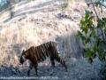 बिबट्या ट्रॅक करण्यासाठी लावला कॅमेरा अन् आढळला चक्क वाघ - Marathi News | Tiger from Yavatmal district enters Solapur via Dharashiv | Latest solapur News at Lokmat.com