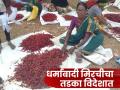 Dharmabad Red Chilli: धर्माबादच्या लाल मिरचीचा तोरा पोहोचला सातासमुद्रापार वाचा सविस्तर - Marathi News | Dharmabad Red Chilli: Dharmabad's red chilli harvest reaches seven continents Read in detail | Latest agriculture News at Lokmat.com