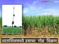 Sugarcane Revolution : धाराशिवमध्ये उसाचा विक्रमी गोडवा; दुष्काळी जिल्हा ठरला नंबर वन - Marathi News | latest news Sugarcane Revolution: Record sweetness of sugarcane in Dharashiv; drought-prone district becomes number one | Latest agriculture News at Lokmat.com