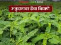 Dhencha Seed : हिरवळचे खत बियाणे 50 टक्के अनुदानावर महाडीबीटीवर उपलब्ध करा! - Marathi News | Latest News Make green manure seeds available on MahaDBT at a 50 percent subsidy! | Latest agriculture News at Lokmat.com