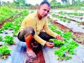 डहाणूत आधुनिक पद्धतीने स्ट्रॉबेरीची लागवड - Marathi News | Planting strawberries in a sophisticated modern way | Latest vasai-virar News at Lokmat.com
