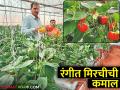 पॉलीहाऊसमध्ये ७० दिवसात येणाऱ्या लाल, पिवळ्या सिमला मिरचीची बाळासाहेबांची यशस्वी शेती - Marathi News | Balasaheb's successful farming of red and yellow capsicum which comes in 70 days in Polyhouse | Latest agriculture News at Lokmat.com