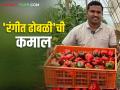 पॉलिहाऊस मधील रंगीत ढोबळी मिरचीने प्रवीणला केले मालामाल; चार एकरात १५० टन उत्पादन - Marathi News | Color capsicum grow in the polyhouse made rich to farmer pravin; 150 tons produced in four acres | Latest agriculture News at Lokmat.com
