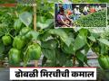 Farmer Success Story : आखाती देशांमध्ये मागणी असणाऱ्या ढोबळी मिरचीतून प्रत्येक तोड्याला लाखाची कमाई - Marathi News | Farmer Success Story : Per harvesting earned lakhs of rupees from capsicum which is more demand in the Gulf countries | Latest agriculture News at Lokmat.com