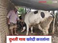 Dairy Farming : दुभती गाय-म्हैस खरेदी करताना, फसवणूक टाळण्यासाठी या गोष्टी लक्षात ठेवा! - Marathi News | Latest News Milk Business When buying dairy cows and buffaloes, keep these things in mind to avoid fraud! | Latest agriculture News at Lokmat.com