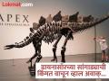 'या' अब्जाधीशाने खरेदी केला डायनासॉरचा सांगाडा, किंमत वाचून बसेल धक्का! - Marathi News | Ken Griffin Pays $45 Million for a biggest dinosaur skeleton | Latest jarahatke News at Lokmat.com