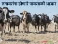 Animal Care नका होऊ देऊ दुर्लक्ष; पावसाळ्यात विविध आजारांचे असते पशुधनावर लक्ष - Marathi News | Don't let Animal Care be neglected; During the rainy season, various diseases affect the livestock | Latest agriculture News at Lokmat.com