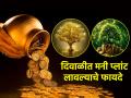 Diwali 2025: मनी प्लांटचा 'डबल धमाका'! दिवाळीत 'या' दिवशी' खरेदी करा, दुप्पट लाभ मिळवा! - Marathi News | Diwali 2025: Money Plant's 'Double Boom'! Buy on 'this' day of Diwali, get double the benefits! | Latest bhakti News at Lokmat.com