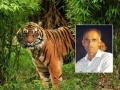 देवलापार परिसरात वाघाची दहशत, गुराख्याचा घेतला जीव - Marathi News | A cowherd was killed by a tiger in Devlapar area | Latest nagpur News at Lokmat.com