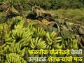 हवामानावर आधारित फळ पीक विमा योजनेकडे केळी उत्पादकांची पाठ... - Marathi News | Banana growers turn to climate-based fruit crop insurance scheme | Latest agriculture News at Lokmat.com