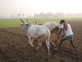 सालगड्याच्या शोधात शेतकरी पोहोचले परराज्यात! - Marathi News | In search of Salgadya, farmers reached abroad! | Latest agriculture News at Lokmat.com