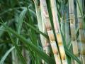 शेतकऱ्यांकडे ऊस असून काय उपयोग; कारखाने घेईनात - Marathi News | What is the use of sugarcane for farmers; Factories will take | Latest agriculture News at Lokmat.com