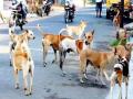 दौंडला दोन दिवसांत पकडले तब्बल शंभर मोकाट कुत्रे  - Marathi News | hundred dogs caught in the two days in daund city | Latest pune News at Lokmat.com