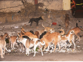 मुंबईच्या रस्त्यांवर हिंडतात ९१ हजार भटके कुत्रे - Marathi News | 91,000 stray dogs roam the streets of Mumbai | Latest mumbai News at Lokmat.com