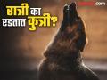रात्री कुत्री जोरजोरात का रडतात? तुम्हालाही माहीत नसेल याचं कारण, आता जाणून घ्या! - Marathi News | Reason why dogs weeping at night? you should know | Latest jarahatke News at Lokmat.com