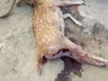 कुत्र्यांनी केली चितळाची शिकार - Marathi News | Dogs hunted fallow deer | Latest nagpur News at Lokmat.com