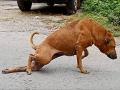VIDEO : ...म्हणून चक्क पाय मोडल्याची अ‍ॅक्टिंग करतो हा चतुर कुत्रा!  - Marathi News | Smart dog acting as broken leg so that food can be found easily by people video viral | Latest social-viral News at Lokmat.com