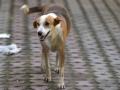 मंचरला पिसाळलेल्या कुत्र्याचा धुमाकूळ; हल्ल्यात अकरा जखमी - Marathi News | The fumes of a crushed dog to the muncher Eleven injured in the attack | Latest pune News at Lokmat.com
