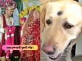कुत्र्यावरून मोडलेल्या लग्नात आता नवा ट्विस्ट; 'फिल्मी स्टाईल'ने नवरी सासरी आली अन् म्हणाली... - Marathi News | wedding breaks down after pet dog is beaten up now bride flees home to inlaws house for groom fatehpur | Latest national News at Lokmat.com