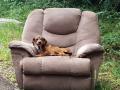 मालकाची वाट बघत सोफ्यावरच बसून राहिला कुत्रा, पण... - Marathi News | Abandoned dog armchair roadside in America make Netizens think pic goes viral | Latest social-viral News at Lokmat.com