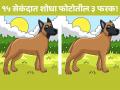15 सेकंदात शोधून दाखवा फोटोतील तीन फरक, बरेचजण झालेत फेल! - Marathi News | Optical Illusion : Spot 3 Differences In Dog Image Within 15 Seconds | Latest social-viral News at Lokmat.com