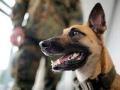 स्निफर डॉग ‘लुसी’ने लावला गांजा विक्रेत्याचा छडा - Marathi News | Sniffer dog 'Lucy' lashes out at cannabis seller | Latest akola News at Lokmat.com
