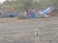 ऊसतोड कामगारांच्या वस्तीला पिसाळलेल्या कुत्र्यांचा धोका - Marathi News | The risk of leprosy dogs in the area of sugarcane workers | Latest solapur News at Lokmat.com