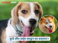 कुत्रे जीभ बाहेर काढून का बसलेले असतात? कारण असं जे तुम्हालाही नसेल माहीत.... - Marathi News | Why do dogs pant with tongue out know the reason | Latest jarahatke News at Lokmat.com