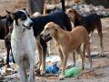 भटक्या कुत्र्यांचा बंदोबस्त करण्याची मागणी - Marathi News | Demand for wandering dogs | Latest nashik News at Lokmat.com