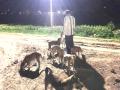 भटक्या कुत्र्यांची स्वखर्चातून भूक भागवितोय ‘अन्नदाता’ - Marathi News | Wandering dogs are starving for 'food' | Latest solapur News at Lokmat.com