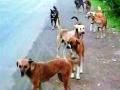 मोकाट श्वानामुळे नागरिकांना भीती - Marathi News | Citizens are scared of stray dogs | Latest nashik News at Lokmat.com