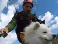 कुत्र्यानं मालकासोबत केली पॅराग्लायडिंग, पाहा हा गोंडस व्हिडिओ - Marathi News | The dog paraglided with the owner, watch this cute video | Latest jarahatke News at Lokmat.com