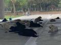 'या' श्वानांनी ७ वर्षे केली देशाची सेवा, आता त्यांना आहे तुमची गरज! - Marathi News | These dogs are national heroes and this is how you can adopt | Latest social-viral News at Lokmat.com