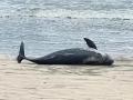 Ratnagiri: गणपतीपुळे समुद्रकिनाऱ्यावर आढळला मृत डॉल्फिन - Marathi News | Dead dolphin found on Ganapatipule beach | Latest ratnagiri News at Lokmat.com
