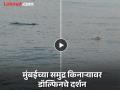 Dolphin in Mumbai: मुंबईकरांना सुखद धक्का! वरळी सी फेसच्या समुद्रकिनाऱ्यावर डॉल्फिनची मस्ती, व्हिडीओ व्हायरल - Marathi News | Dolphin in Mumbai: Mumbaikars get a glimpse of dolphins! Dolphins having fun on the beach of Worli Sea Face, video goes viral | Latest mumbai News at Lokmat.com