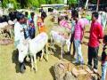 बिच्चारी गाढवे...! - Marathi News |  | Latest mumbai News at Lokmat.com
