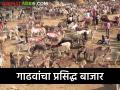 गाढवांची खरेदी-विक्री करताना काय पाहिलं जाते, कसा चालतो बाजार? - Marathi News | What is seen while buying and selling donkeys, how does the market work? | Latest agriculture News at Lokmat.com