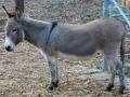 राज्याच्या तुलनेत बुलडाणा जिल्ह्यात साडेसात टक्के गाढव - Marathi News | Seven percent of the donkeys in Buldhana district compared to the state | Latest buldhana News at Lokmat.com