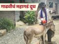 Donkey Milk : गाढवीचं दूध विकलं जातंय चमच्याने; किंमत ऐकून तुम्हीही थक्क व्हाल - Marathi News | latest news Donkey Milk: Donkey milk is being sold by the spoonful; you will be surprised to hear the price | Latest agriculture News at Lokmat.com