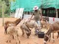 Donkey Milk Business: IT क्षेत्रातील नोकरी सोडून गाढविणीचं दूध विकत आहे ही व्यक्ती, लाखोंमध्ये होत आहे कमाई - Marathi News | Karnataka man quits his IT job to open a donkey milk farm in Mangaluru | Latest jarahatke News at Lokmat.com
