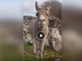 Singing Donkey Video: 'सूरसम्राट' गाढव! आपल्या आवाजाने त्याने साऱ्यांनाच केलं अवाक्, व्हिडीओ झाला व्हायरल - Marathi News | Video goes Viral of Donkey Singing Opera Music just like professional singer see comments | Latest social-viral News at Lokmat.com