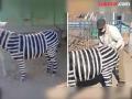 VIDEO : पर्यटकांना दाखवण्यासाठी गाढवाला बनवलं झेब्रा, प्राणी संग्रहालयाचा अजब कारनामा! - Marathi News | Chinese zoo paints donkey black and white to look like zebra users are shock watch viral video | Latest social-viral News at Lokmat.com